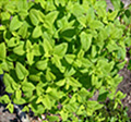 Lemon Balm