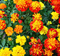 Marigolds