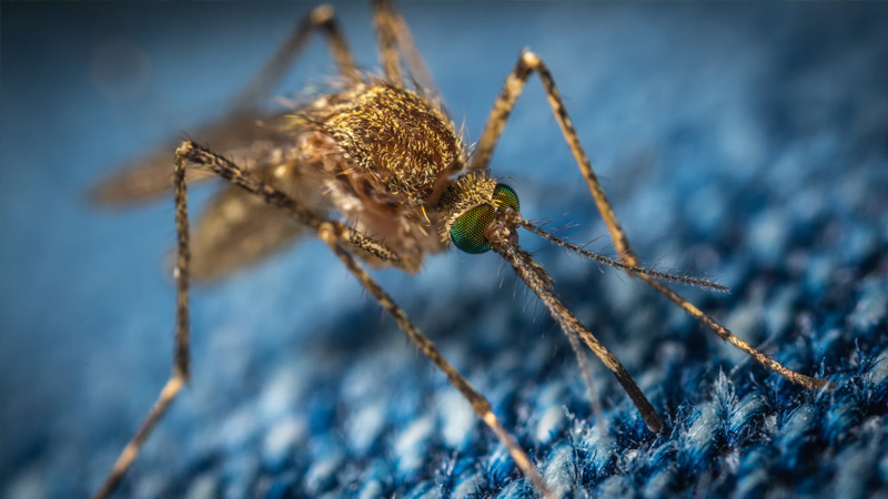 6 Ways to Naturally Repel Mosquitoes in Your Yard